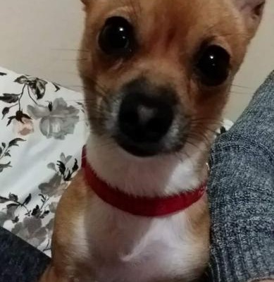 masha Dişi Chihuahua