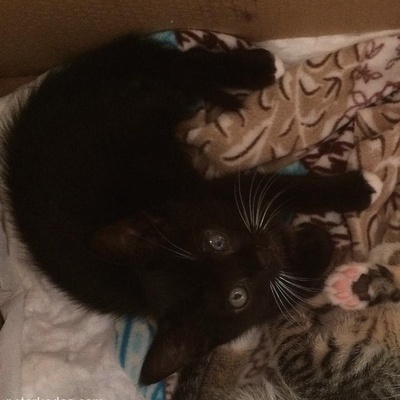 Kara Kedi Uğurdur, Hele Birde Patileri Beyazlısı ;D, Bursa
