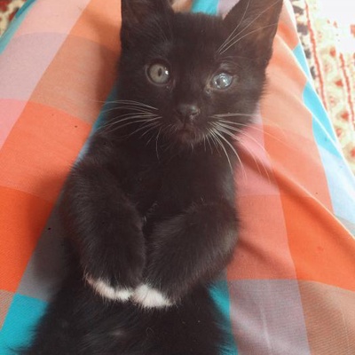 Kara Kedi Uğurdur, Hele Birde Patileri Beyazlısı ;D, Bursa