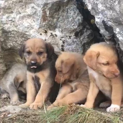 Ankara'Da Küçük Köpek Yavrusu İçin Bir Ev, Ankara