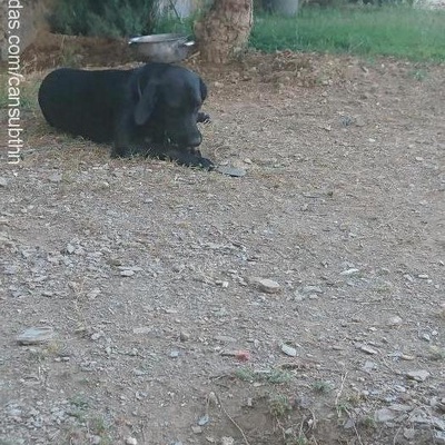 karolin Dişi Labrador Retriever