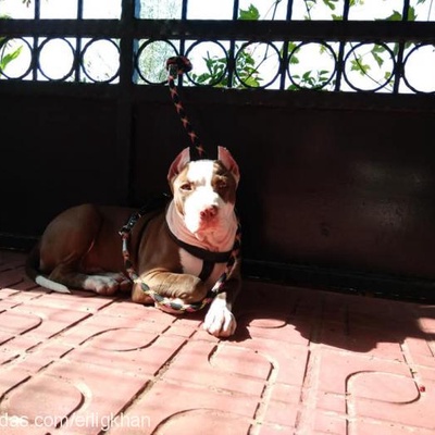 maya Dişi Amerikan Pitbull Terrier