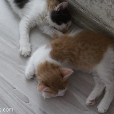 Sevimli Kedi Yavrularımızı (Evde Doğma Büyüme) Sahiplendiriyoruz, İstanbul