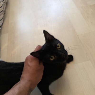 Akıllı, Çok Aktif, Veteriner Takipleri Tam Siyah Kedi, İstanbul