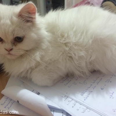 3 Yaşında Kedim Şapşik Acil Olarak Sahiplendirmek Zorundayım., Eskişehir