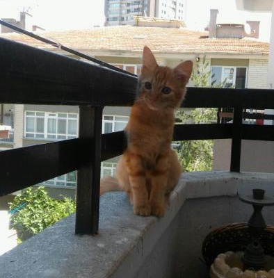 Çok Güzel Bir Kedi.5 Aylık, Ankara