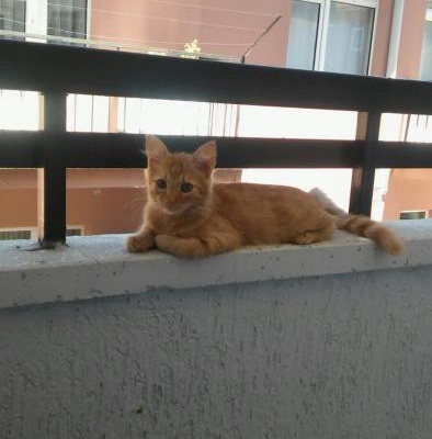 Çok Güzel Bir Kedi.5 Aylık, Ankara