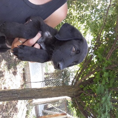 Ücretsiz Labrador Bebek, Ankara