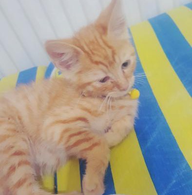 Acil Yavru Kedime Ev Arıyorum, Ankara
