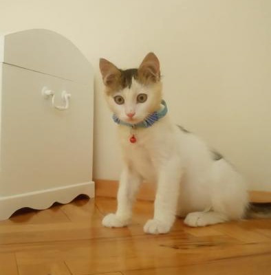 3 Aylık Erkek Kedi Yavrusu, İzmir