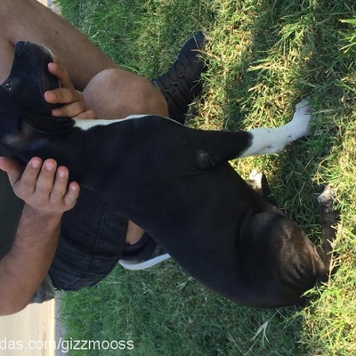 lucky Dişi Amerikan Pitbull Terrier