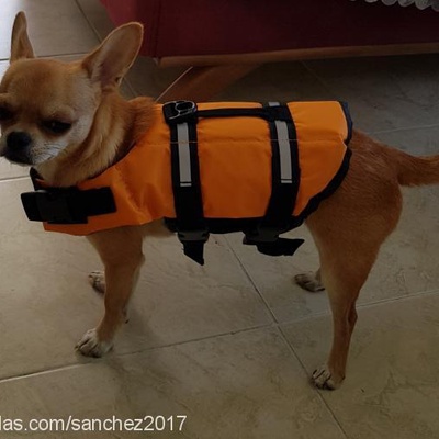 sanchez Erkek Chihuahua