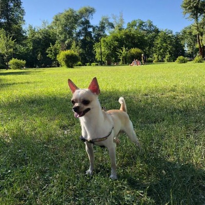 lyasik Erkek Chihuahua