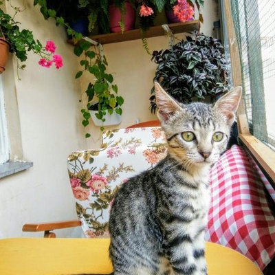 Özenle Büyütülen Suna Kedi Ömürlük Yuvasını Arıyor, İstanbul