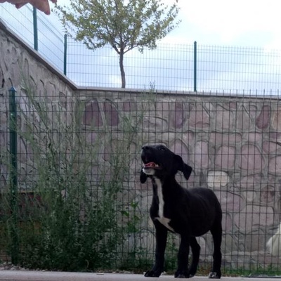 Yavru Köpek Yuva Arıyor, Ankara
