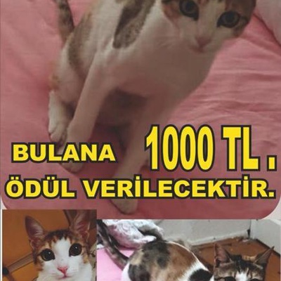 Kayıp Kedi Bulana Ödül 1000 Tl, Antalya