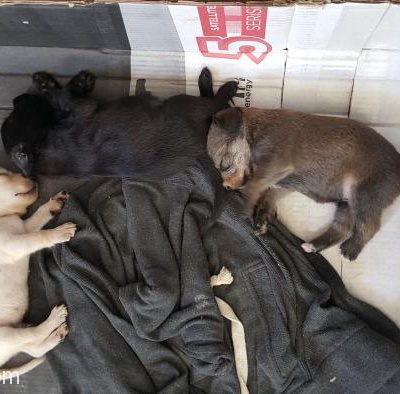 25 Günlük Yavru Köpek Sahiplenmek İster Misiniz, İzmir