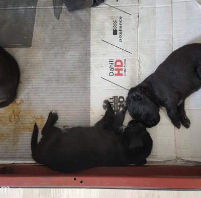 25 Günlük Yavru Köpek Sahiplenmek İster Misiniz, İzmir