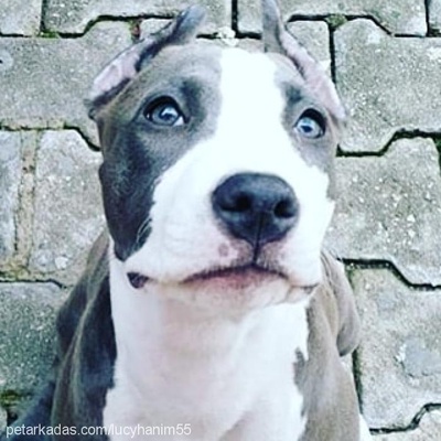 lucy Dişi Amerikan Pitbull Terrier