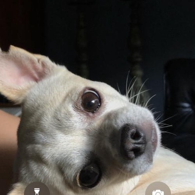 mrwhite Erkek Chihuahua