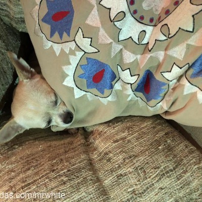 mrwhite Erkek Chihuahua