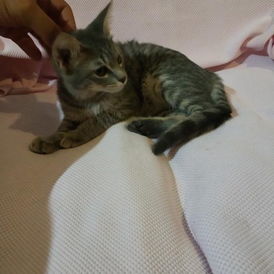 Akıllı Edepli Kedi 3 Aylık Dişi, Ankara