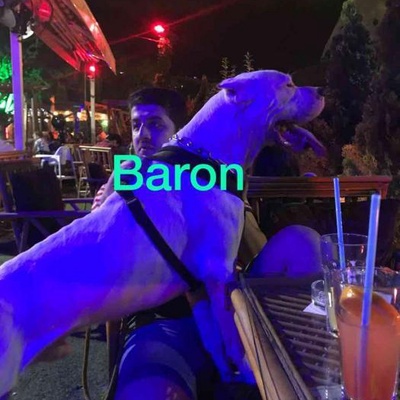 baron Erkek Dogo Arjantin