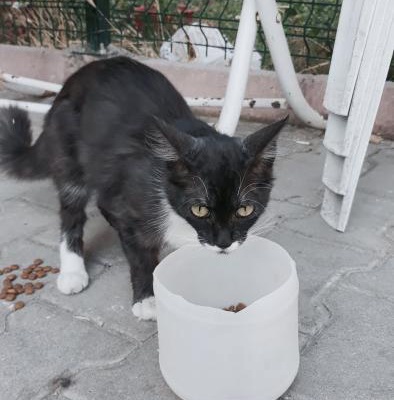 Acilllll Kısır Kedi, Ankara