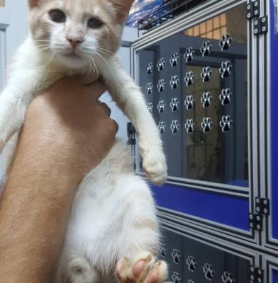 3 Aylık Açık Sarman Erkek Kedi Yuva Arıyoücretsiz, İstanbul