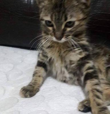 2 Aylık Tekir Yavru Kediye Yuva Açmak İster Misiniz?, İstanbul