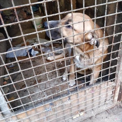 Labrador / Dogo Kırması Bademimi Sahiplendiriyoruz, İstanbul