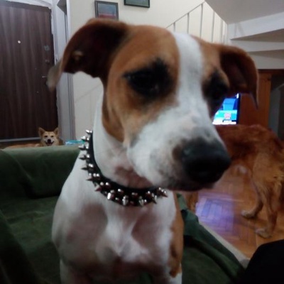 Çilek Dişi Jack Russell Terrier