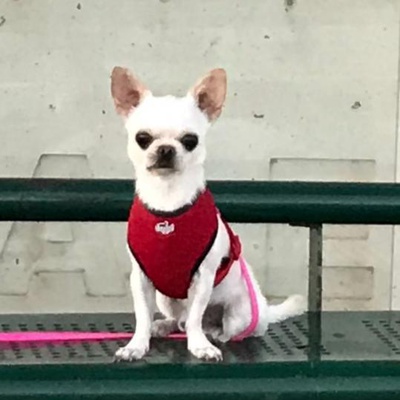 ponçik Erkek Chihuahua