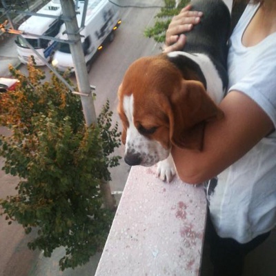 Dost Canlısı Beagle -Bursa Osmangazi, Bursa