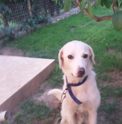Labrador Kırması Erkek Köpeğimize İyi Bir Yuva Arıyoruz., İzmir