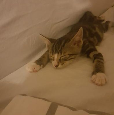 Annesi Ölen 2 Aylık Erkek Kedi İcin Yuva. Antalya, Antalya
