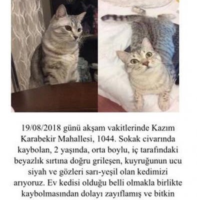 Kayıp Kedi Ayza, İstanbul