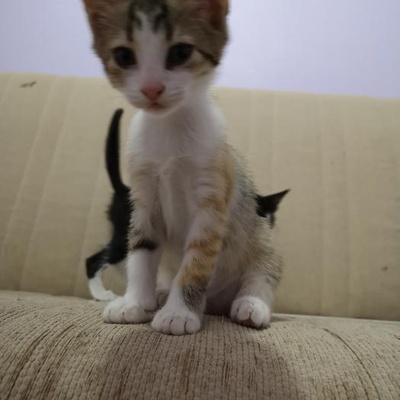 Pikaçu Ömürlük Yuvasını Arıyor Sokaklara Dönemecek Kadar Küçük Bebek Kedi Acil, Ankara