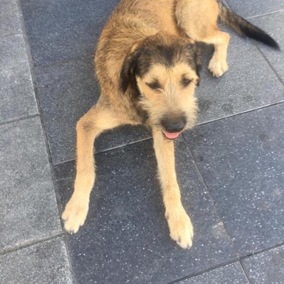 1Yasinda Cins Sakalli Terrier, İzmir