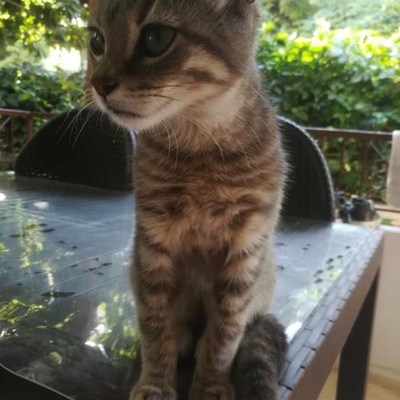 Zümrüt İsimli Kedimizi Acil Sahiplendirmek İstiyoruz, İstanbul