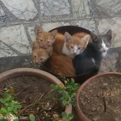 Yavru Kediler Sahiplerini Bekliyor, İzmir