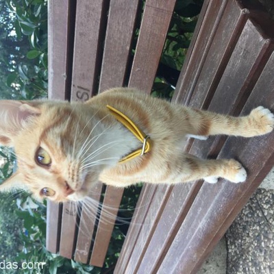 Kozyatağı Sarı Tasmalı Kedi, İstanbul