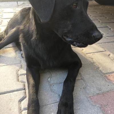 Sokağa Atılmış Bir Labrador Çocuk, İstanbul