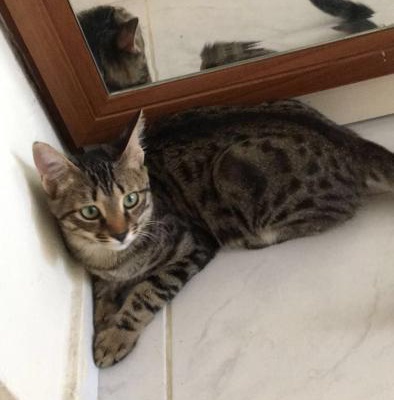 4 Aylık Dişi Kedi, İzmir