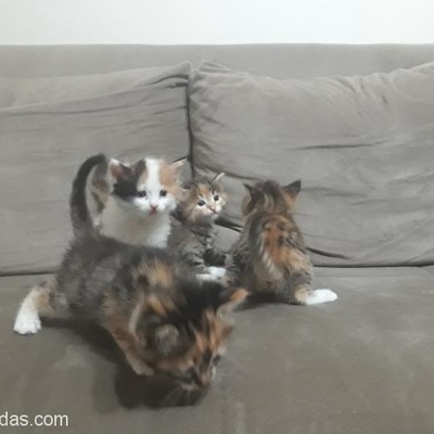 Anne Kedi Ve 4 Yavrucuk, Kırıkkale