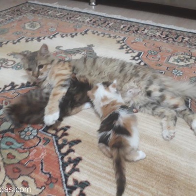 Anne Kedi Ve 4 Yavrucuk, Kırıkkale