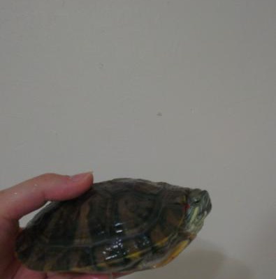 Kaplumbağama Yeni Bir Yuva Arıyorum, İstanbul