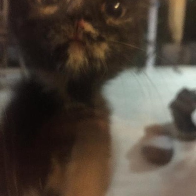 Bursa Sevgi Dolu Minik Acil Yuva,Bahçede Büyük Kediler Zarar Verebilir, Bursa