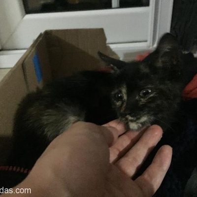 Bursa Sevgi Dolu Minik Acil Yuva,Bahçede Büyük Kediler Zarar Verebilir, Bursa