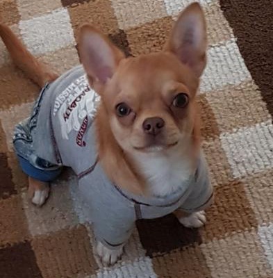 mİkİ Erkek Chihuahua